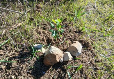 Με πολύ μεγάλη επιτυχία πραγματοποιήθηκε άλλη μία  Δράση Εθελοντικής Δενδροφύτευσης, η 2η για τη φυτευτική περίοδο 2026 που διοργάνωσε ο ΣΠΑΠ σε συνεργασία με το «Όλοι Μαζί Μπορούμε» και στο Περιβάλλον και τον Δήμο Παλλήνης στο Πεντελικό Όρος