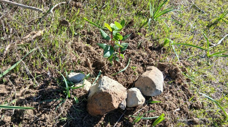 Με πολύ μεγάλη επιτυχία πραγματοποιήθηκε άλλη μία  Δράση Εθελοντικής Δενδροφύτευσης, η 2η για τη φυτευτική περίοδο 2026 που διοργάνωσε ο ΣΠΑΠ σε συνεργασία με το «Όλοι Μαζί Μπορούμε» και στο Περιβάλλον και τον Δήμο Παλλήνης στο Πεντελικό Όρος